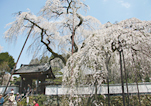 清雲寺のしだれ桜