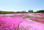 羊山公園・芝桜の丘