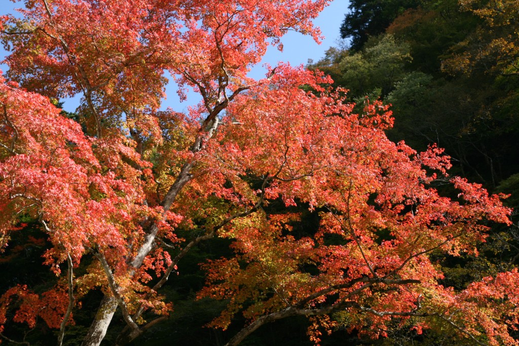 奥秩父大滝紅葉まつり