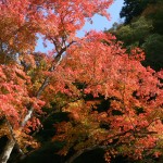 奥秩父大滝紅葉まつり