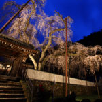 清雲寺しだれ桜