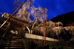 清雲寺しだれ桜